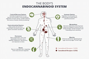 Does CBD Help for arthritis pain? Diagram of the Endocannabinoid System (ECS)
