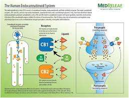endocannabinoid system diagram