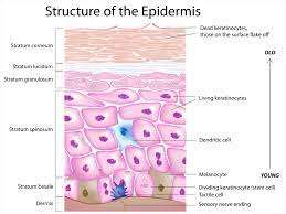 Diagram of Skin Cells
